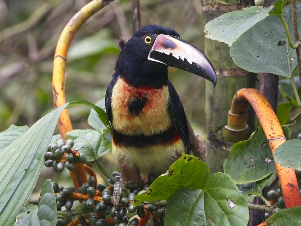 toucan Aracari à collier